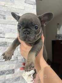 Bulldog francese blu