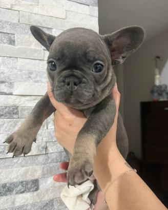Bulldog francese blu