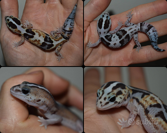 Gechi africani dalla coda grassa