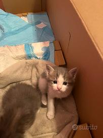 Cuccioli ragdoll