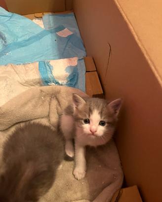 Cuccioli ragdoll
