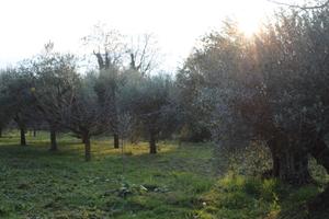 TERRENO AGRICOLO A CALUSCO D'ADDA