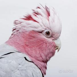 Galah allevati a mano (cacatua roseicapilla)
