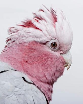Galah allevati a mano (cacatua roseicapilla)