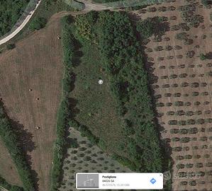 Terreno panoramico agricolo uliveto