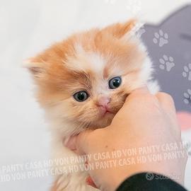 Cuccioli Scottish fold e straight pelo lungo