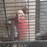 Cacatua roseicapilla