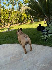 Bulldog francese