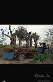 Alberi di olivo