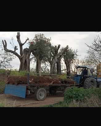 Alberi di olivo