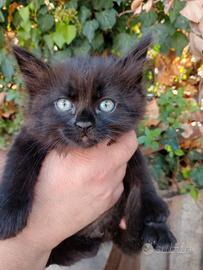 Gattino maschio quasi 2 mesi nato in casa siberian