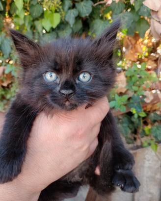 Gattino maschio quasi 2 mesi nato in casa siberian