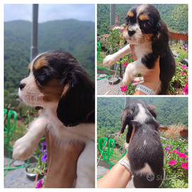 Cavalier king cuccioli