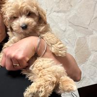 Maltipoo maschio