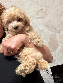 Maltipoo maschio