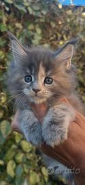 Maine Coon Con Pedigree