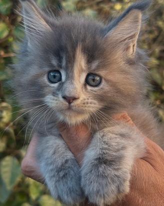 Maine Coon Con Pedigree