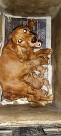 Cuccioli di cocker spaniel inglese