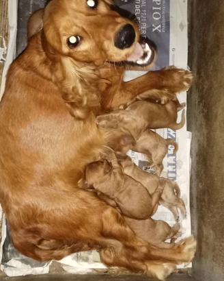 Cuccioli di cocker spaniel inglese