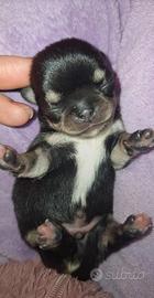 Cuccioli di chihuahua mini toy