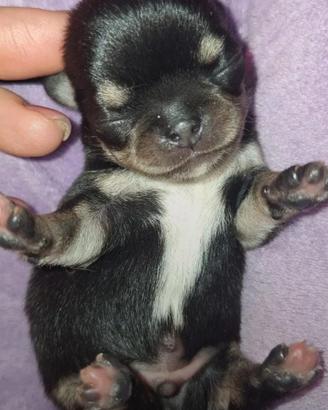 Cuccioli di chihuahua mini toy