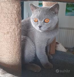 British Shorthair