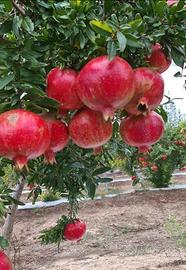 Alberi di Melograno di 5 anni