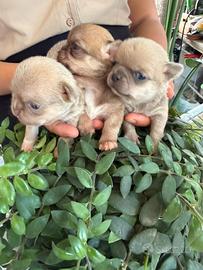 Cuccioli di chihuahua