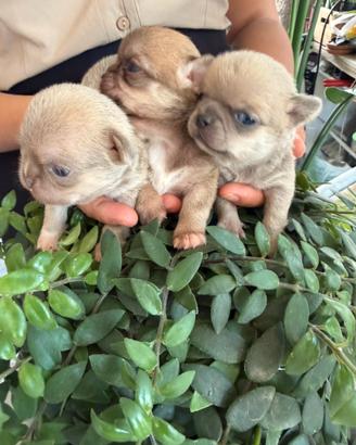 Cuccioli di chihuahua