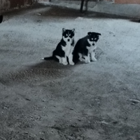 Cuccioli Siberian Husky