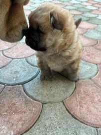 Cucciolo di chow spedizione in tutta italia