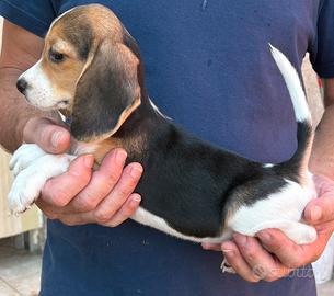 Cuccioli di beagle