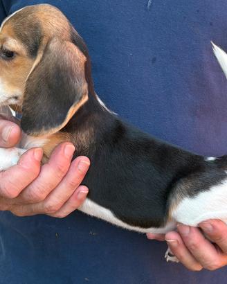 Cuccioli di beagle