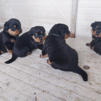 Rottweiler