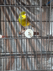 Canarini Maschi Maggio 2025