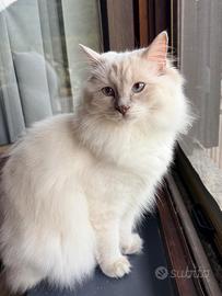 Ragdoll femmina Lilac con pedigree - 1 anno