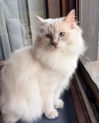 Ragdoll femmina Lilac con pedigree - 1 anno