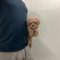 Maltipoo " mini toy " crema Maltese Barboncino