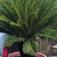 Cycas