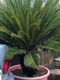 Cycas