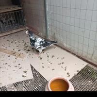 Viaggiatori italiani da esposizione