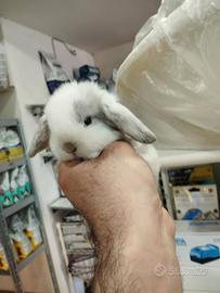 Coniglietti ariete minilop