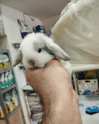 Coniglietti ariete minilop