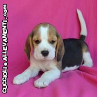 Beagle Cuccioli - Allevamento