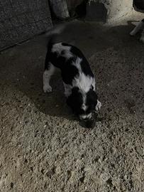 Cane,cucciolo da tartufo