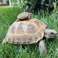 Tartarughe di terra Horsfieldii