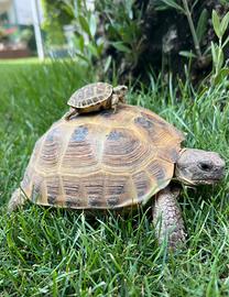 Tartarughe di terra Horsfieldii