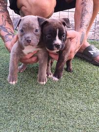 american bully pocket