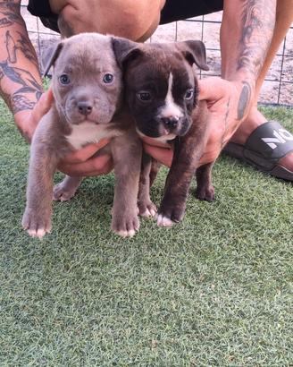 american bully pocket