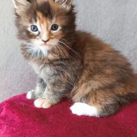 Maine Coon pedigree Afef ~Lilith